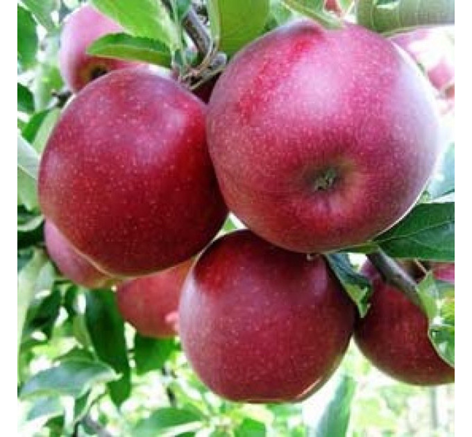 Яблоня зимняя сорт Ред Джонапринц, подвой 54-118