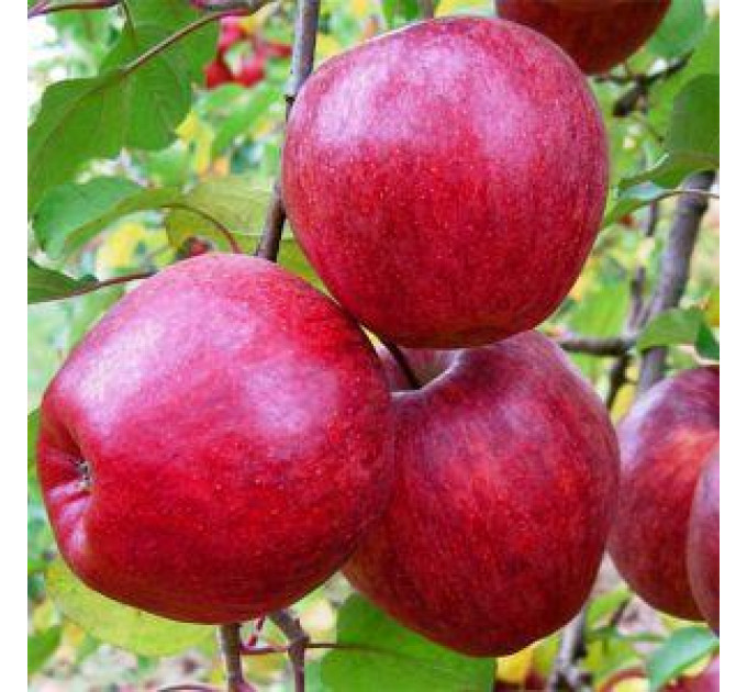 Яблуня ред Топаз (середній)