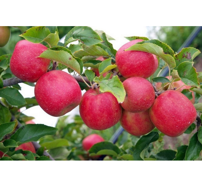 Саженцы яблони зимней сорт Рубинола, подвой 54-118