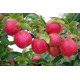 Саженцы яблони зимней сорт Рубинола, подвой 54-118