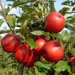 Саджанці яблуні зимової сорт Рубинола, підщепа 54-118