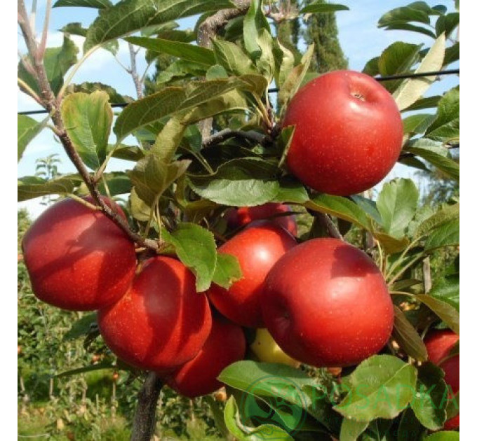 Саженцы яблони зимней сорт Рубинола, подвой 54-118