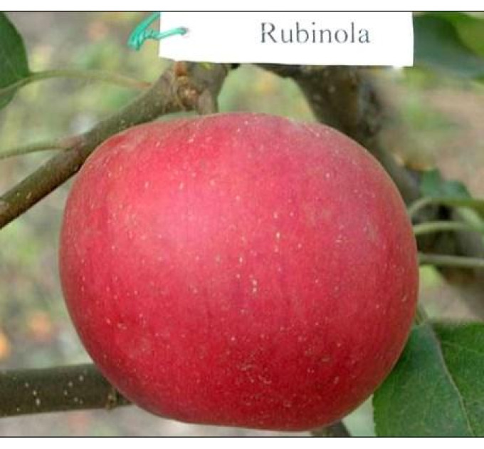 Саженцы яблони зимней сорт Рубинола, подвой 54-118