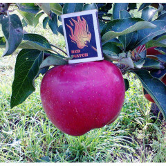 Яблуня зимова сорт Адамс Еппл, підщепа 54-118