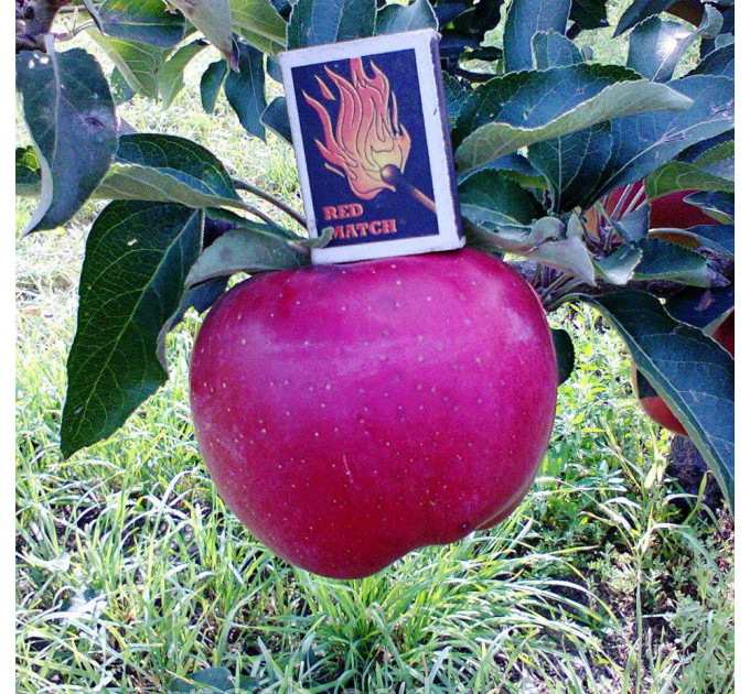 Яблуня зимова сорт Адамс Еппл, підщепа 54-118