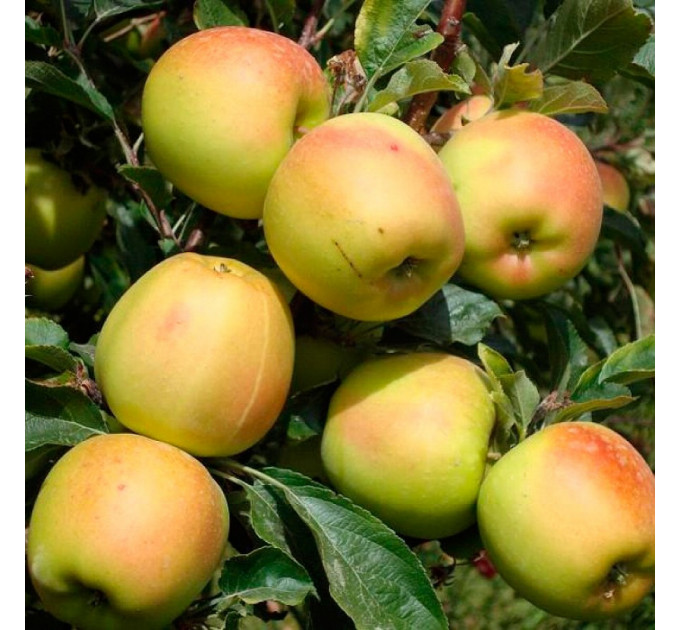 Саженцы яблони зимней сорт Скифское золото, подвой 54-118