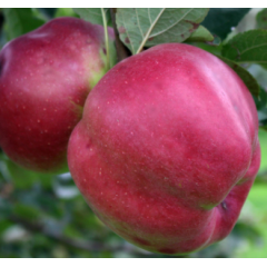 Саджанці яблуні сорт Джумбо Помм