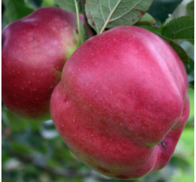 Саджанці яблуні сорт Джумбо Помм