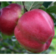 Саджанці яблуні сорт Джумбо Помм