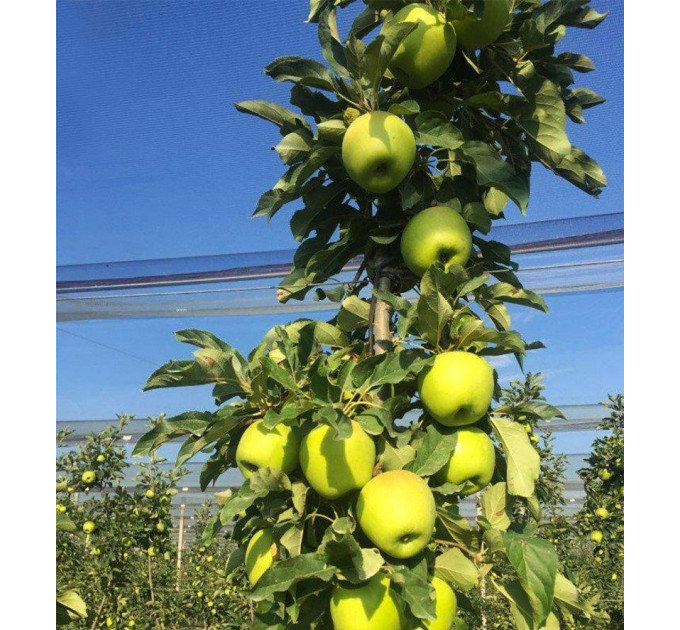 Саджанці яблуні зимової Смеральда, підщепа 54-118