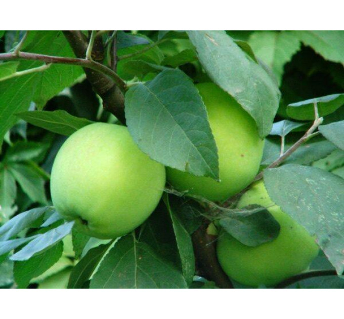 Саджанці яблуні зимової Смеральда, підщепа 54-118