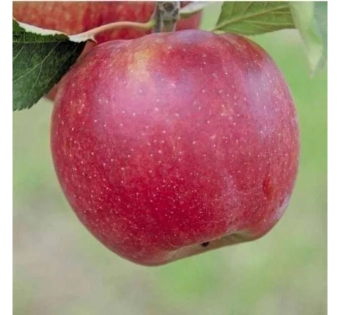 Саженцы яблони зимний сорт Джонагоред Моренс Супра