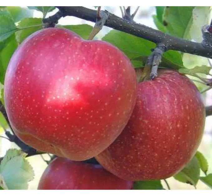 Саженцы яблони зимний сорт Джонагоред Моренс Супра
