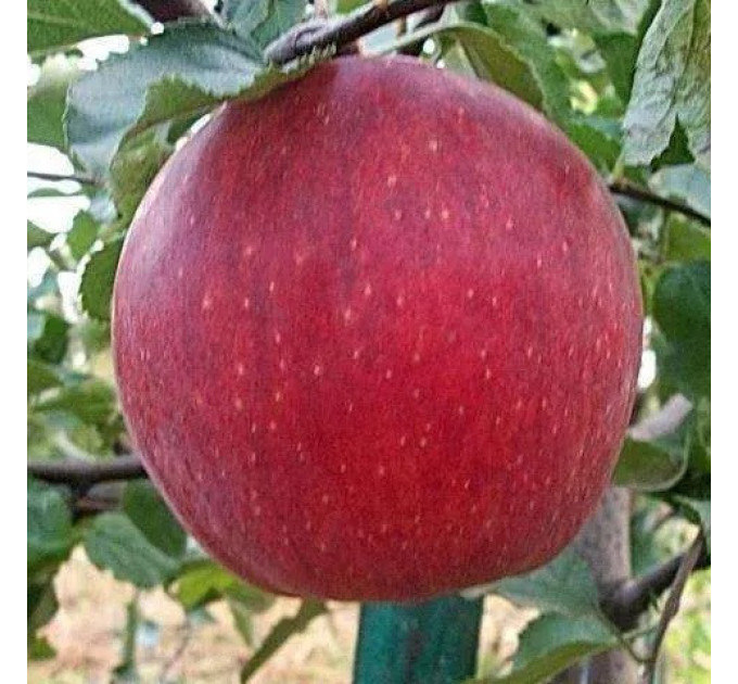 Саженцы яблони зимний сорт Джонагоред Моренс Супра