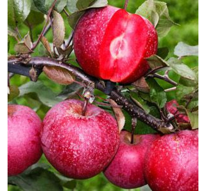 Яблуня зимова сорт Ера, підщепа 54-118