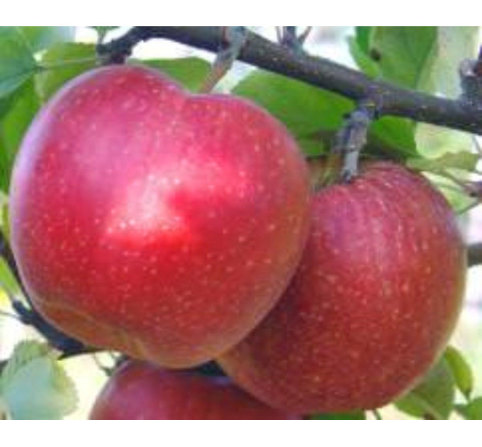 Саджанці яблуні зимового сорт Джонаголд, підщепа 54-118