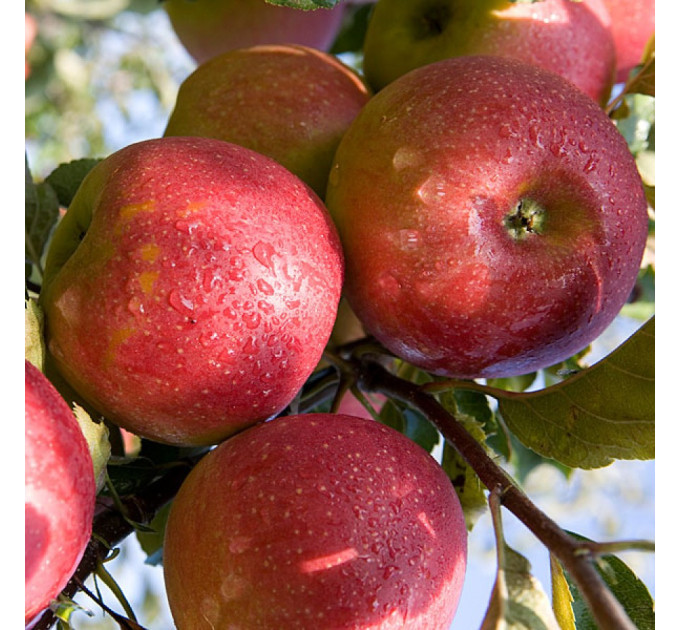 Саджанці яблуні зимового сорт Джонаголд, підщепа 54-118