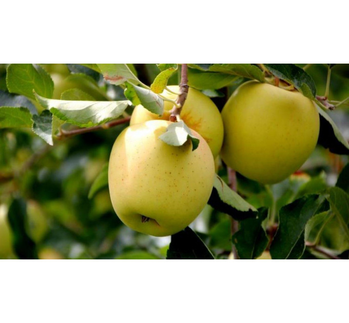 Саженцы яблони зимней сорт Голден Делишес, подвой 54-118