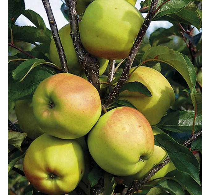 Саженцы яблони зимней сорт Голден Делишес, подвой 54-118