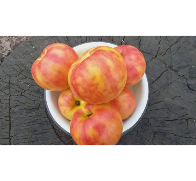 Саджанці яблуні зимової Карнавал, підщепа 54-118