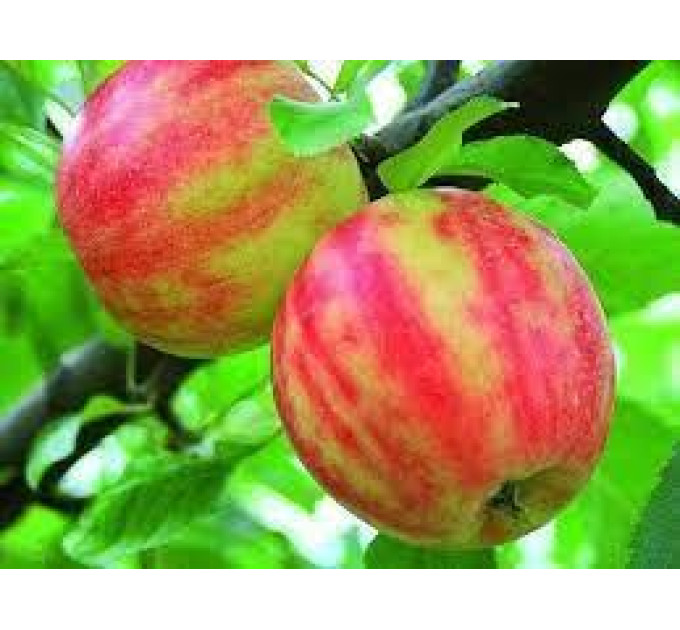 Саджанці яблуні зимової Карнавал, підщепа 54-118