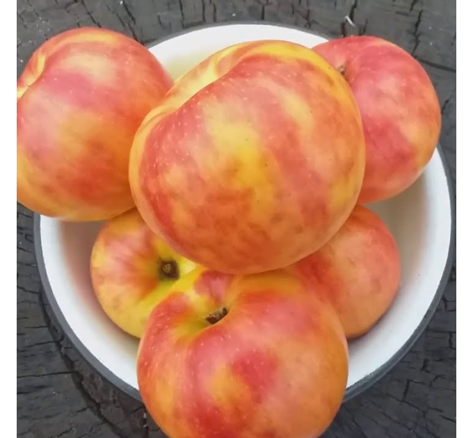 Саджанці яблуні зимової Карнавал, підщепа 54-118