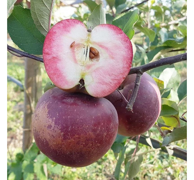 Саджанці яблуні зимової сорт Байя Маріса, підщепа 54-118