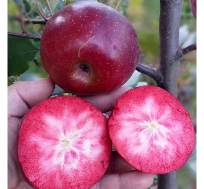 Саджанці яблуні зимової сорт Байя Маріса, підщепа 54-118