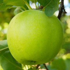 Саженцы яблони сорт Мутсу