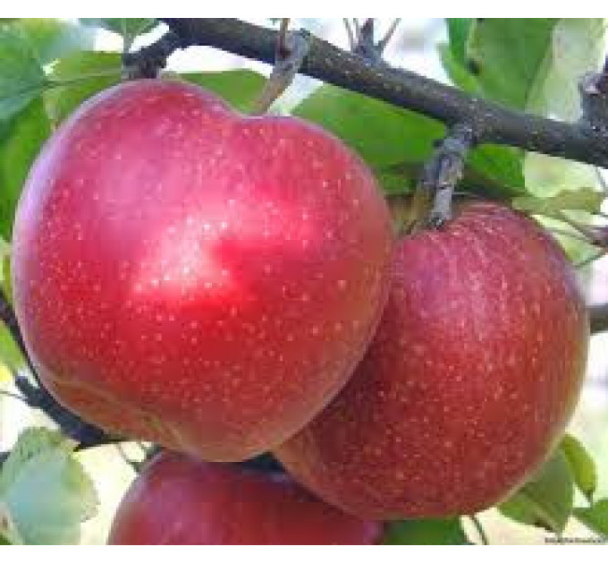 Саженцы яблони зимової сорт Гала Маст, підщепа 54-118