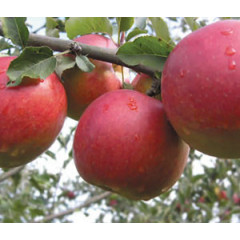 Саджанці яблуні зимового сорт Джонаголд, підщепа 54-118 