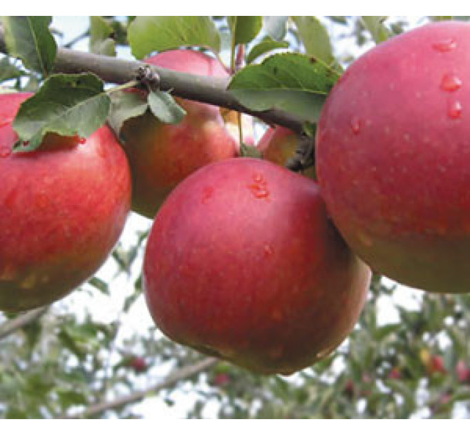 Саджанці яблуні зимового сорт Джонаголд, підщепа 54-118