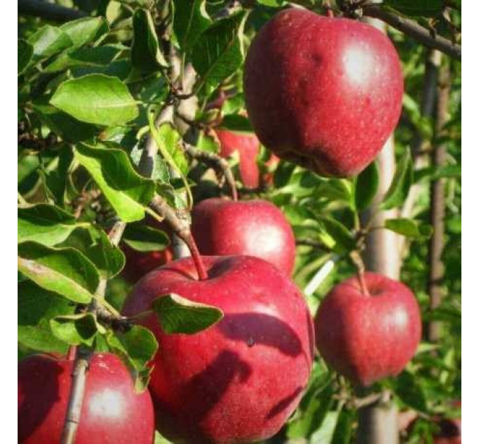 Саженцы яблони зимний сорт Рихард