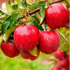 Саджанці яблуні зимової сорт Ріхард