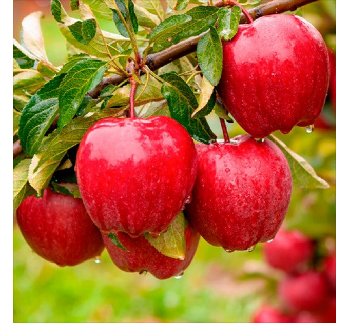 Саженцы яблони зимний сорт Рихард