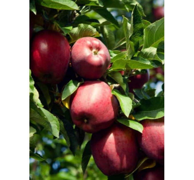 Саженцы яблони зимний сорт Рихард