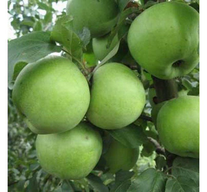 Саженцы яблони зимней сорт Ренет Симиренко, подвой 54-118