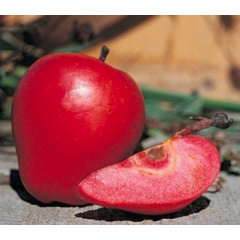 Саджанці яблуні сорт Одиссо