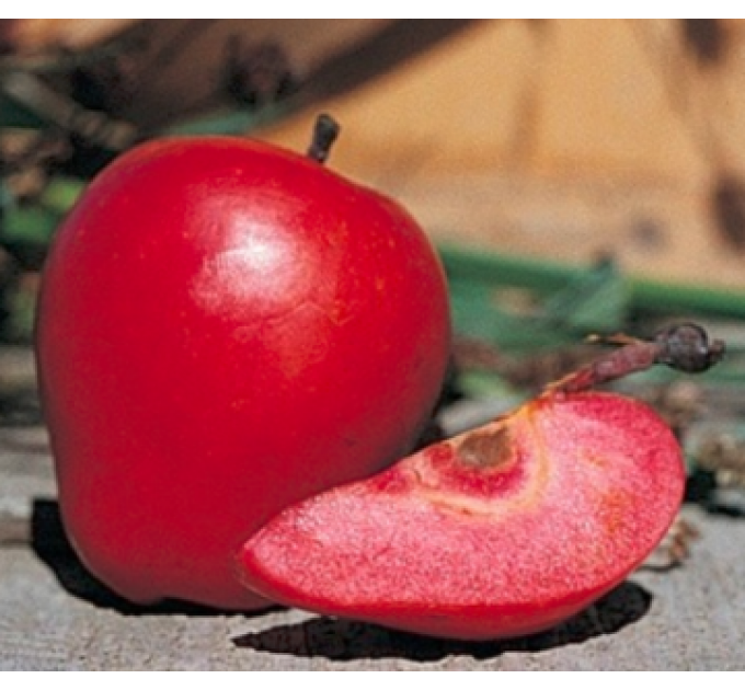 Саджанці яблуні сорт Одиссо