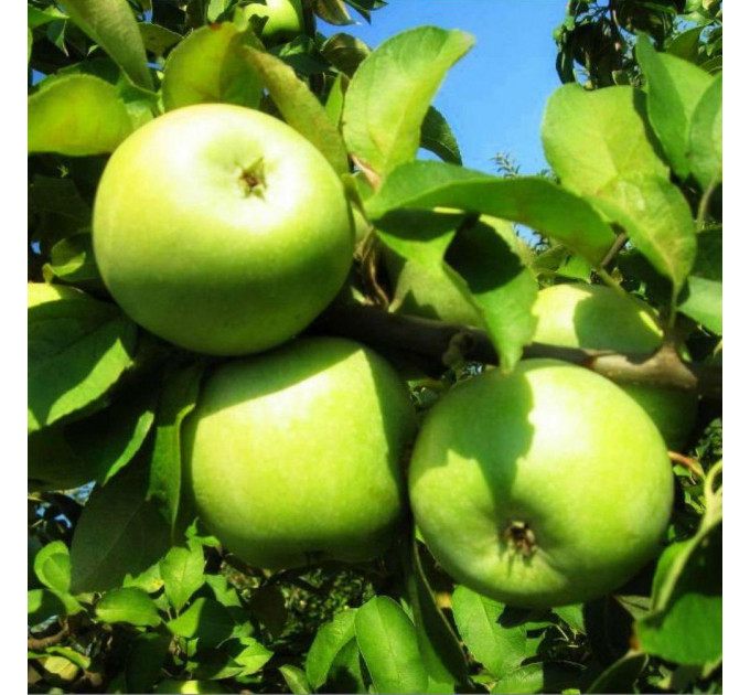 Саженцы яблони зимней сорт Ренет Симиренко, подвой 54-118