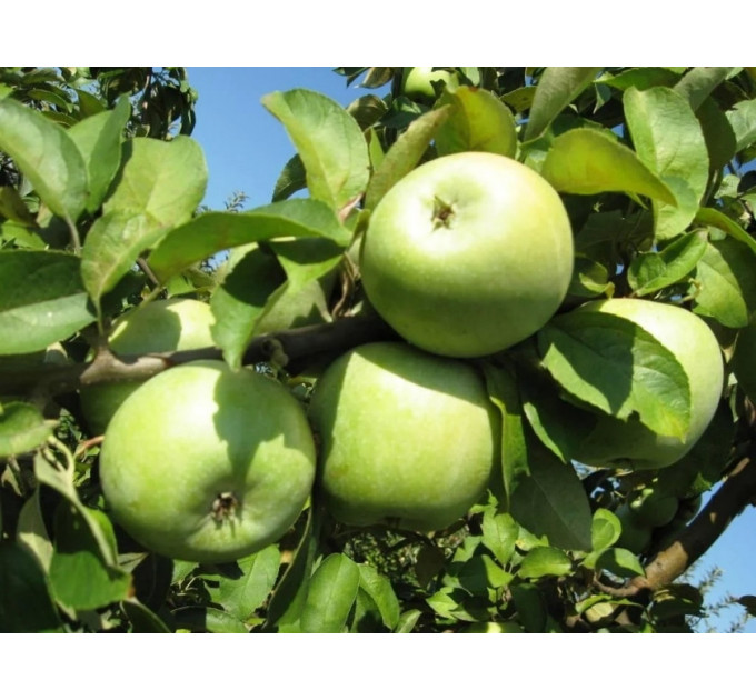 Саженцы яблони зимней сорт Ренет Симиренко, подвой 54-118