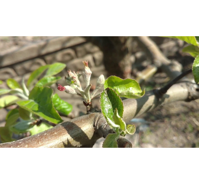 Саженцы яблони осенней Матрешка, подвой 54-118