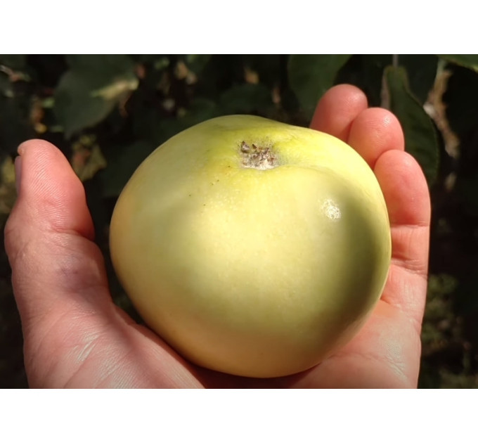 Саженцы яблони осенней Матрешка, подвой 54-118