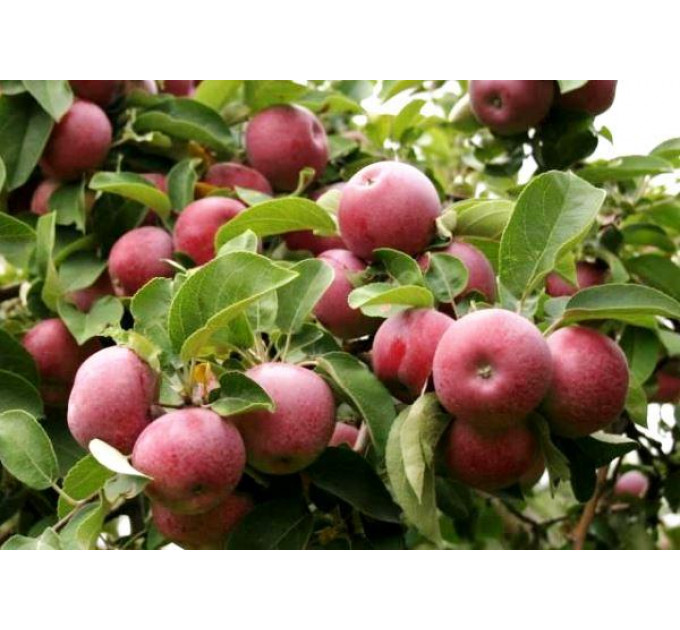 Саджанці яблуні сорт Спартан