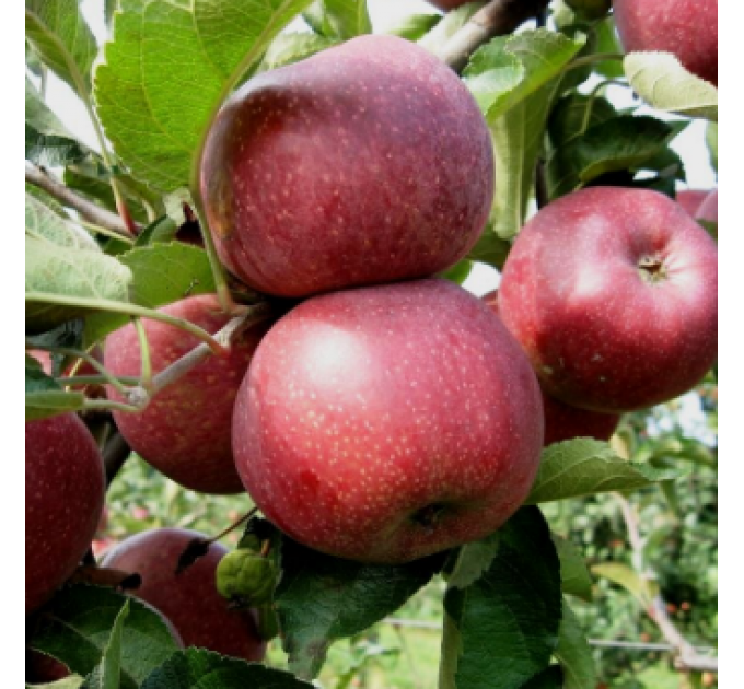 Яблоня сорт Флорина, позднеспелый сорт подвой 54-118