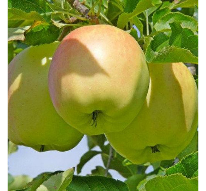 Саджанці яблуні сорт Місяць