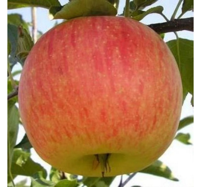 Саженцы яблони зимней сорт Топаз, подвой 54-118