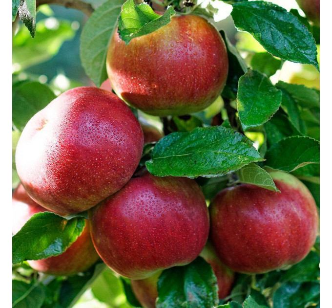 Саджанці яблуні зимової сорт Айдаред, підщепа 54-118