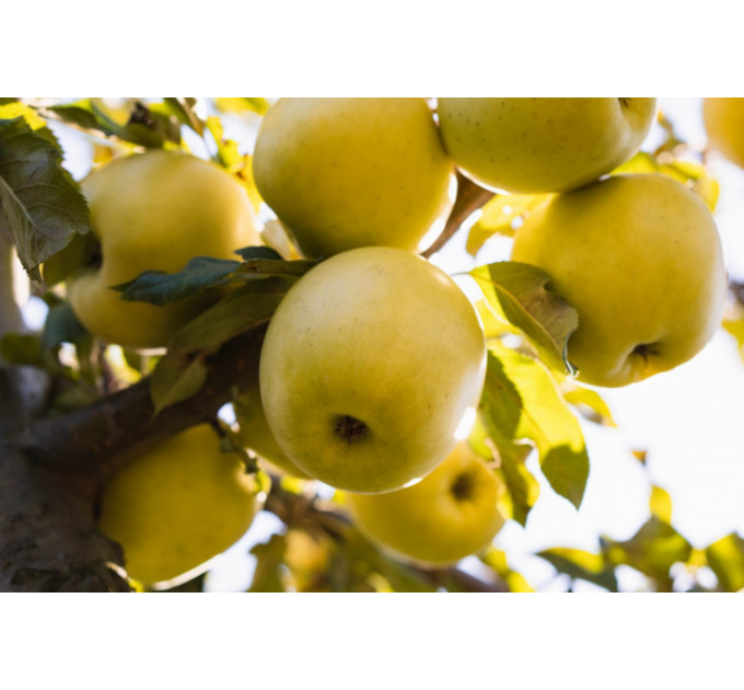 Саджанці яблуні сорт Луна