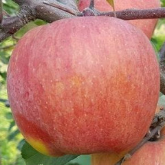 Саджанці яблуні зимової сорт Фуджі Ятака, підщепа 54-118